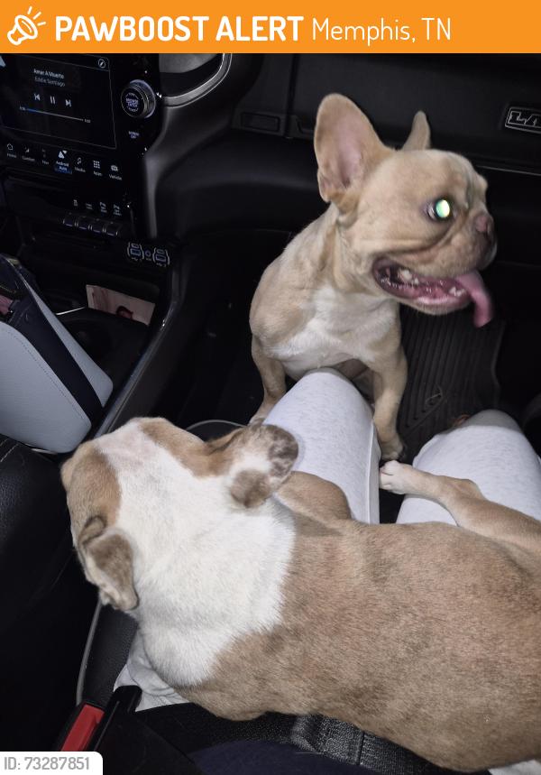 Found/Stray Male Dog last seen Tamhaven drive, Memphis, TN 38016