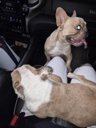 Found/Stray Male Dog last seen Tamhaven drive, Memphis, TN 38016