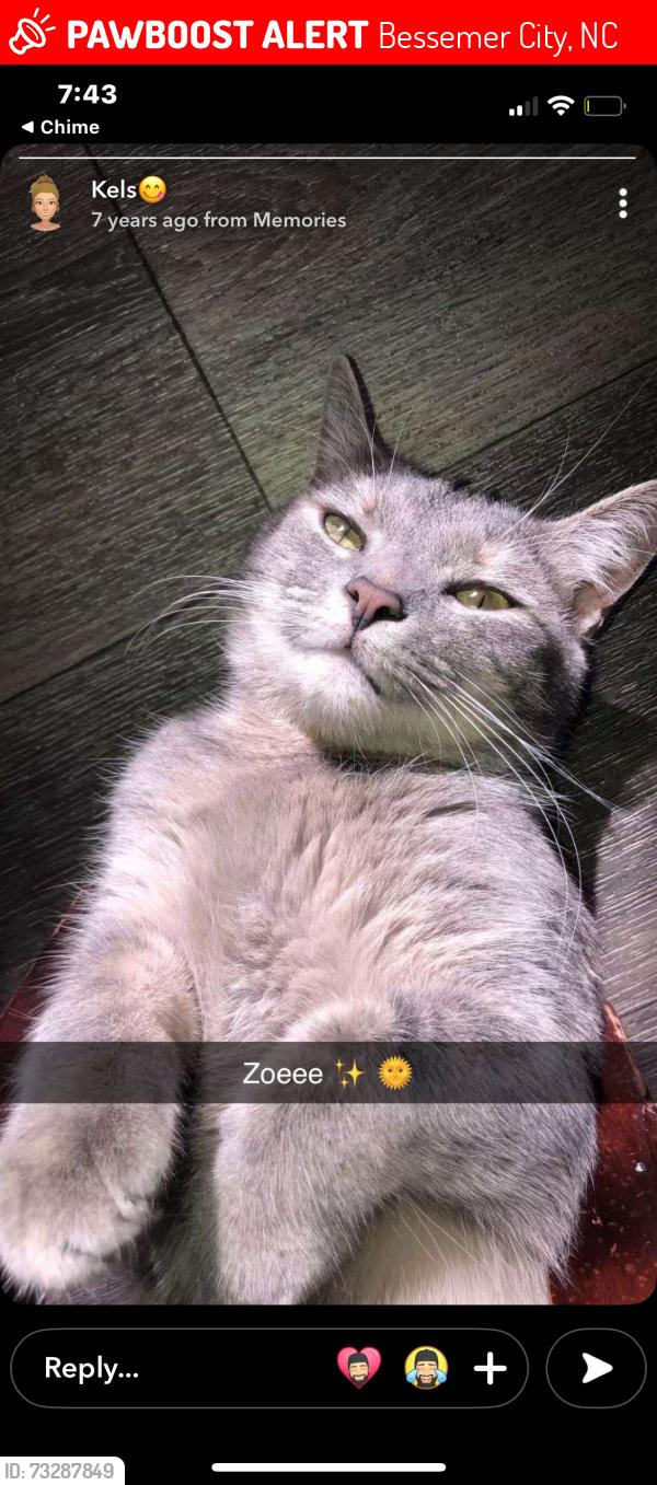 Lost Female Cat last seen Near Kirk Circle, Bessemer City, NC, Bessemer City, NC 28016