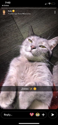 Lost Female Cat last seen Near Kirk Circle, Bessemer City, NC, Bessemer City, NC 28016