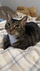 Reunited Male Cat last seen Near kirkmont dr houston tx 77089, Houston, TX 77089