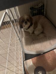 Reunited Male Dog last seen Pinewood Drive near Lunn, Strongsville, OH 44149