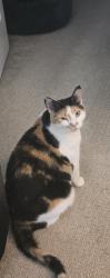 Reunited Female Cat last seen Grandview Court in Algonquin., Algonquin, IL 60102