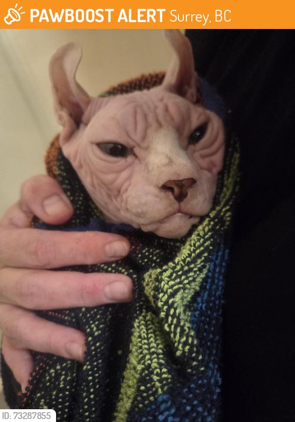 Found/Stray Unknown Cat last seen North surrey secondary or the McDonald's., Surrey, BC 