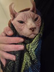 Found/Stray Unknown Cat last seen North surrey secondary or the McDonald's., Surrey, BC 