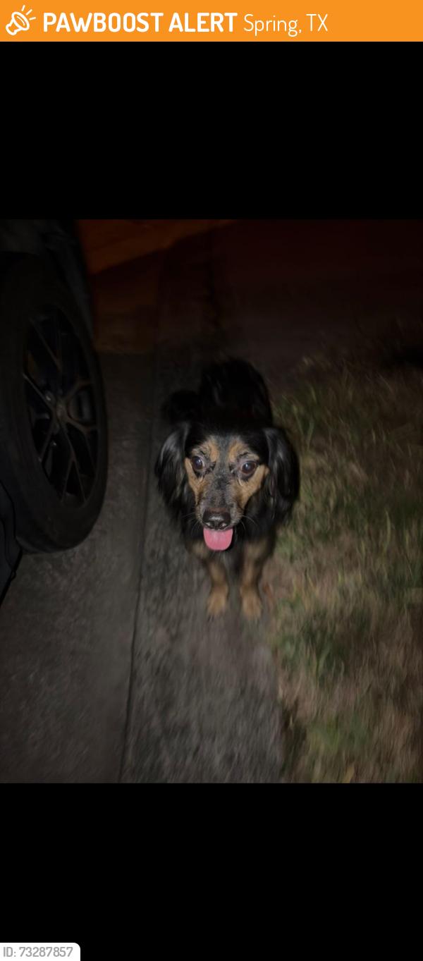 Found/Stray Unknown Dog last seen Nagy hill st, Spring, TX 77379