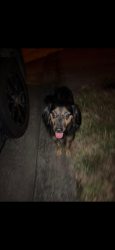 Found/Stray Unknown Dog last seen Nagy hill st, Spring, TX 77379