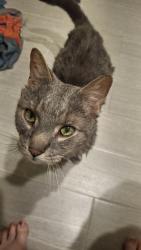 Found/Stray Unknown Cat last seen 68th and 52nd, Kenosha, WI 53144