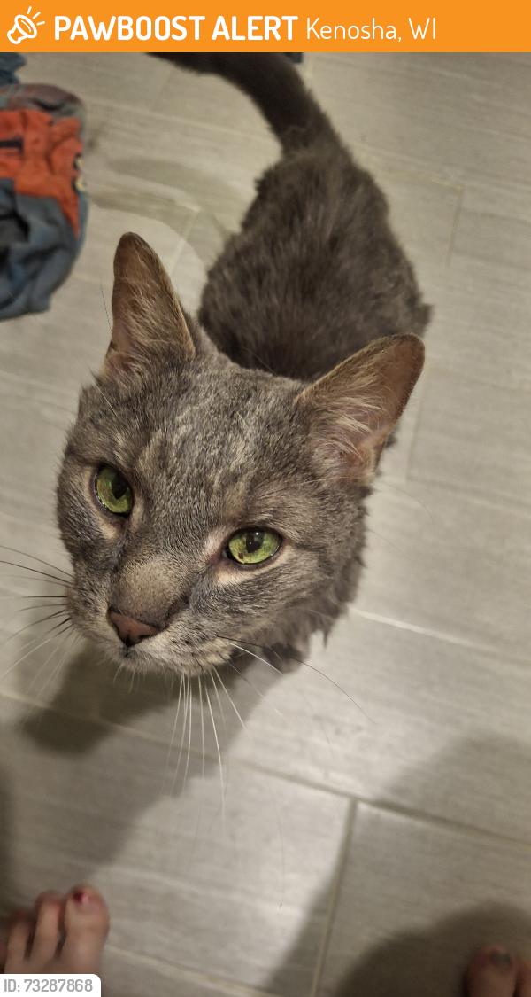 Found/Stray Unknown Cat last seen 68th and 52nd, Kenosha, WI 53144