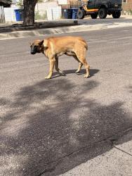 Found/Stray Male Dog last seen Prospect Ave and Pennsylvania NE, Albuquerque, NM 87110