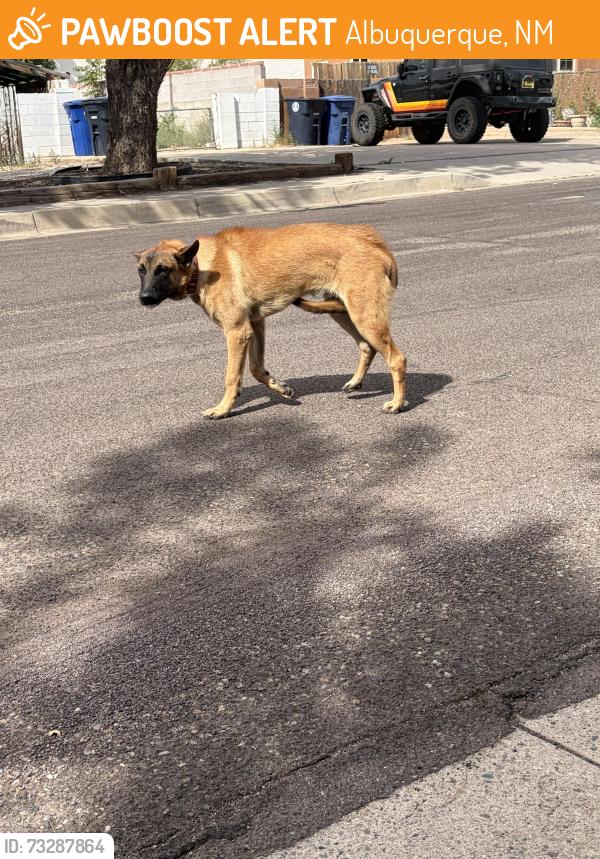 Found/Stray Male Dog last seen Prospect Ave and Pennsylvania NE, Albuquerque, NM 87110