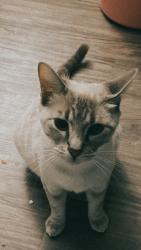 Reunited Female Cat last seen In my porch, Los Angeles, CA 91331