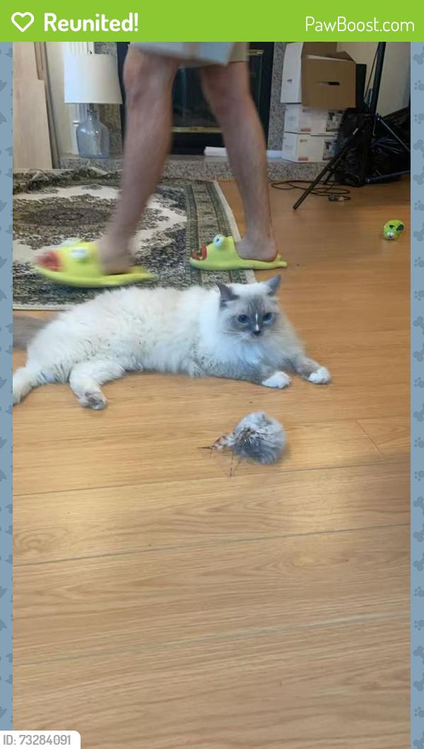Reunited Female Cat last seen Mckee Street x Royal Oak Avenue, Burnaby, BC V5J 2T7
