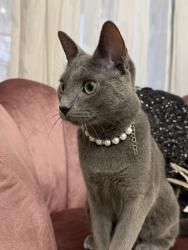 Lost Female Cat last seen 128th and Huron, Westminster, CO 80234