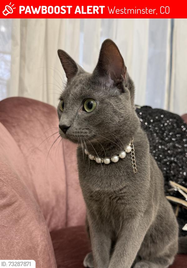 Lost Female Cat last seen 128th and Huron, Westminster, CO 80234