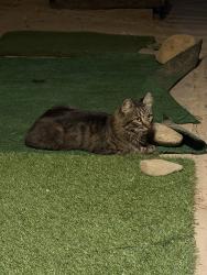 Found/Stray Unknown Cat last seen Orange ave Rialto, Rialto, CA 92377