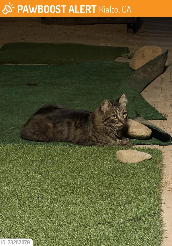 Found/Stray Unknown Cat last seen Orange ave Rialto, Rialto, CA 92377