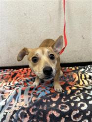 Shelter Stray Male Dog last seen Near BLOCK S CHESTNUT AVE, FRESNO CA 93702, 5277 E Airways Blvd, Fresno, CA 93727, USA