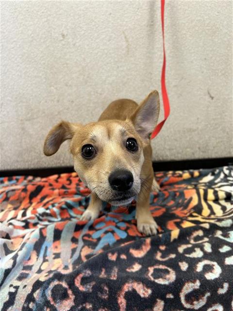 Shelter Stray Male Dog last seen Near BLOCK S CHESTNUT AVE, FRESNO CA 93702, 5277 E Airways Blvd, Fresno, CA 93727, USA