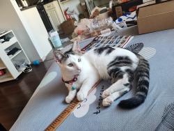 Lost Male Cat last seen Maligne Way, Winnipeg, MB 