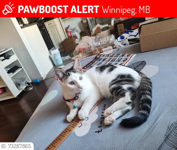 Lost Male Cat last seen Maligne Way, Winnipeg, MB 
