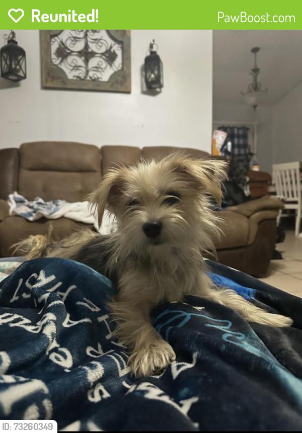 Reunited Female Dog last seen Howland Blvd/Sky St. Brewton Circle/KeelingSt., Deltona, FL 32738