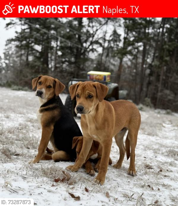 Lost Male Dog last seen Cass county sign, Naples, TX 75568
