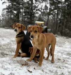 Lost Male Dog last seen Cass county sign, Naples, TX 75568