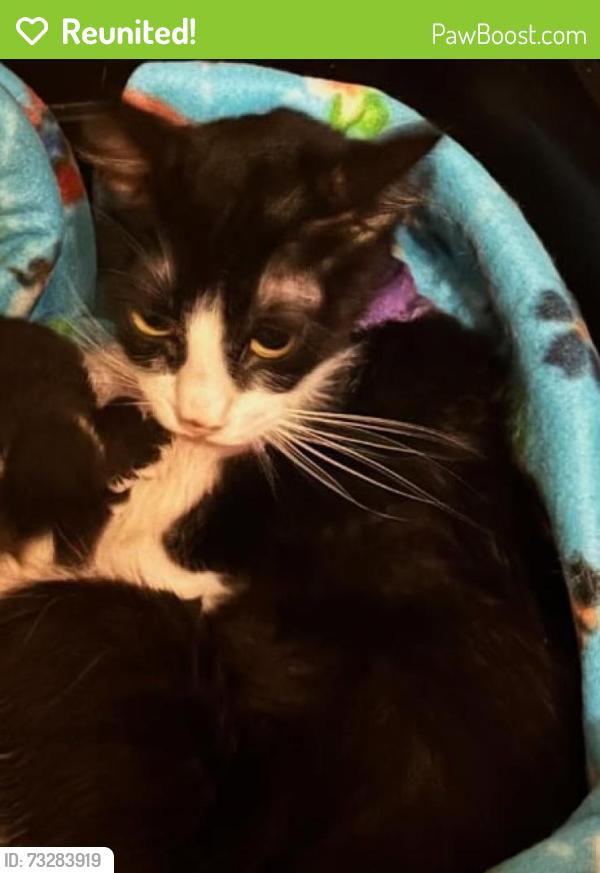 Reunited Female Cat last seen Forest heights, Wildwood brook Ct, Queenston Blvd, Houston, TX 77095