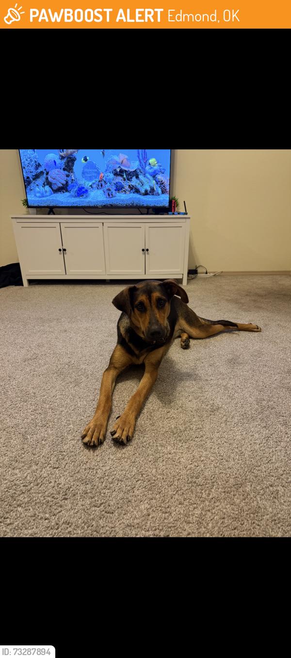 Found/Stray Female Dog last seen Oklahoma edmond, Edmond, OK 73034