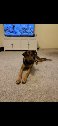 Found/Stray Female Dog last seen Oklahoma edmond, Edmond, OK 73034
