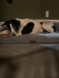 Reunited Female Dog last seen Near Highland Ave S, Birmingham, AL 35205, Birmingham, AL 35205