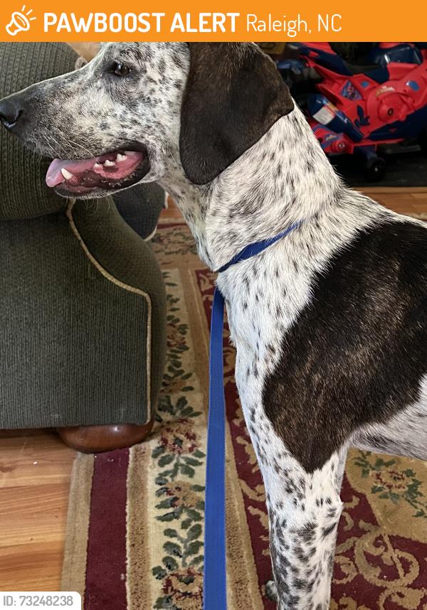 Found/Stray Male Dog last seen Western Blvd, Raleigh, NC 27606