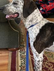 Found/Stray Male Dog last seen Western Blvd, Raleigh, NC 27606