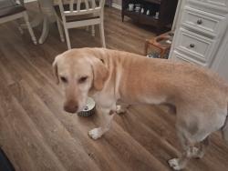 Reunited Male Dog last seen Corbin, Macon, GA 31204