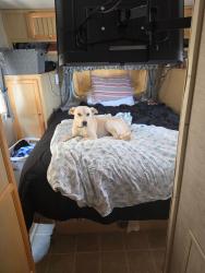 Lost Male Dog last seen Near W University Blvd, Odessa, TX 79764, Odessa, TX 79763
