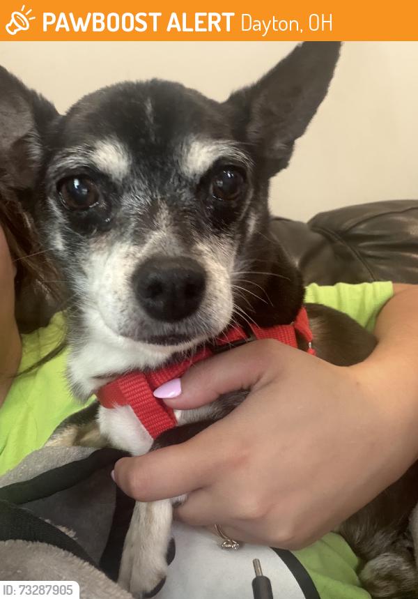 Found/Stray Male Dog last seen Spurling avenue, Dayton, OH 45402