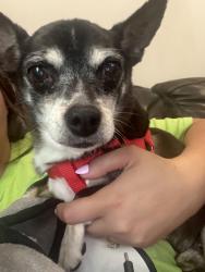 Found/Stray Male Dog last seen Spurling avenue, Dayton, OH 45402