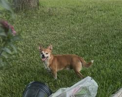 Found/Stray Male Dog last seen Willowood Neighborhood, Houston, TX 77086
