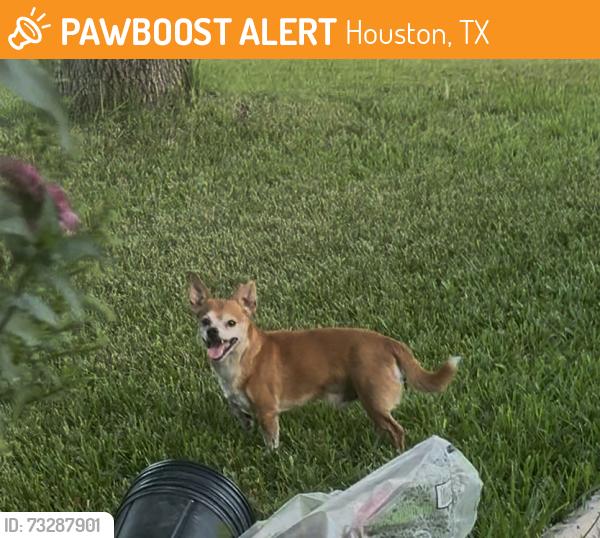 Found/Stray Male Dog last seen Willowood Neighborhood, Houston, TX 77086