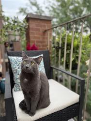 Lost Female Cat last seen Irving Park and Ottawa, Chicago, IL 60634