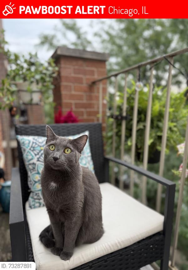 Lost Female Cat last seen Irving Park and Ottawa, Chicago, IL 60634