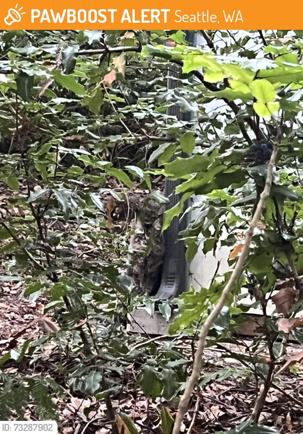 Found/Stray Unknown Cat last seen By Fritz Hedges Waterway Park, Fisheries Research and Teaching Building, Seattle, WA 98105