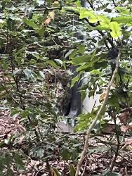Found/Stray Unknown Cat last seen By Fritz Hedges Waterway Park, Fisheries Research and Teaching Building, Seattle, WA 98105