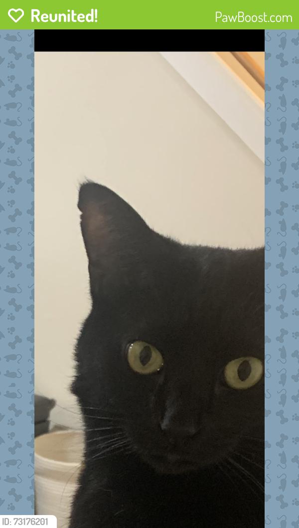 Reunited Female Cat last seen Near Sheridan Road Elm Place Art Center, Highland Park, IL 60035