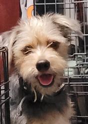 Lost Male Dog last seen Pacific & Poplar, Stockton, CA 95203