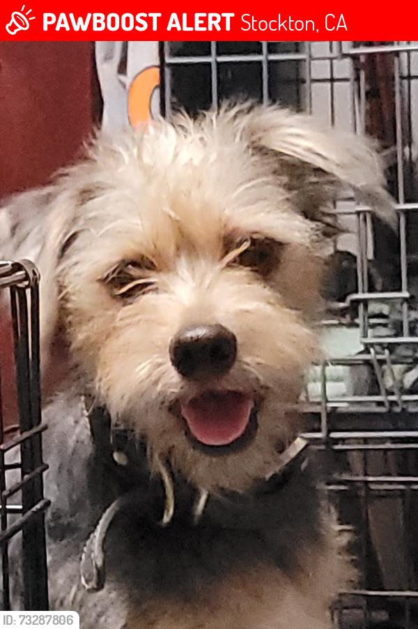 Lost Male Dog last seen Pacific & Poplar, Stockton, CA 95203