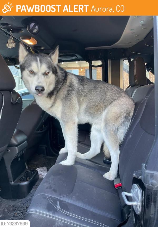 Found/Stray Male Dog last seen Colfax and 225, Aurora, CO 80045