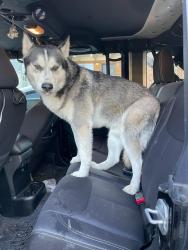 Found/Stray Male Dog last seen Colfax and 225, Aurora, CO 80045