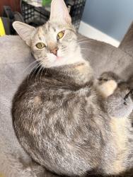 Lost Female Cat last seen She was at the house last seen, Rockwell, NC 28138
